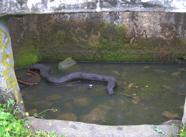 Lake Overflow
